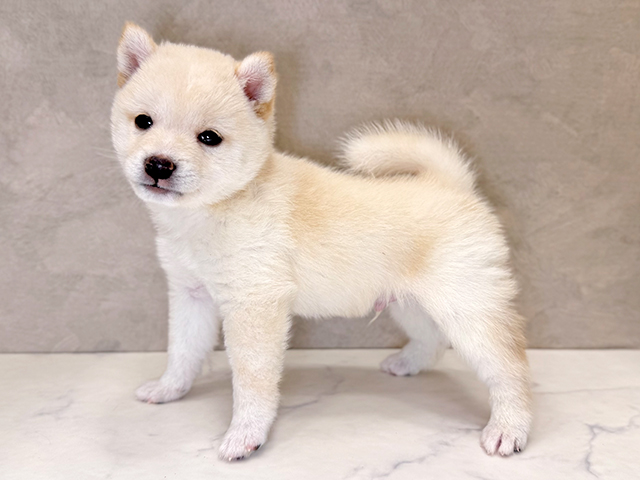 埼玉県の豆柴 (ペッツファーストPETEMOレイクタウンmori店/2025年5月5日生まれ/男の子/白)の子犬の2枚目の画像