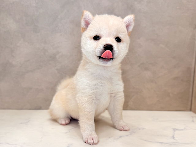 埼玉県の豆柴 (ペッツファーストPETEMOレイクタウンmori店/2025年5月5日生まれ/男の子/白)の子犬の3枚目の画像