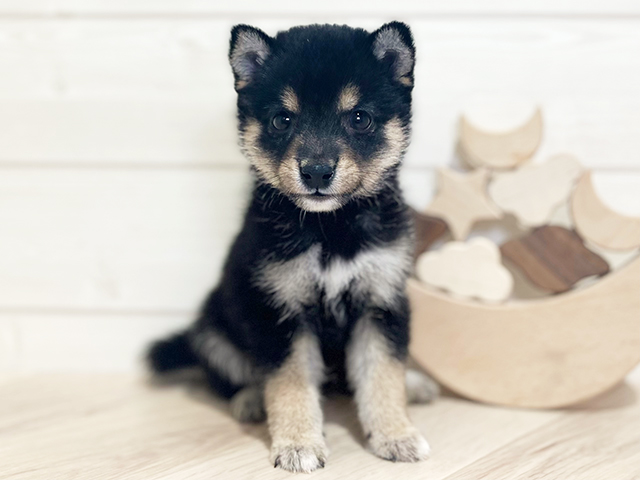 東京都の豆柴 (ペッツファースト吉祥寺本店/2025年5月4日生まれ/男の子/黒)の子犬の1枚目の画像