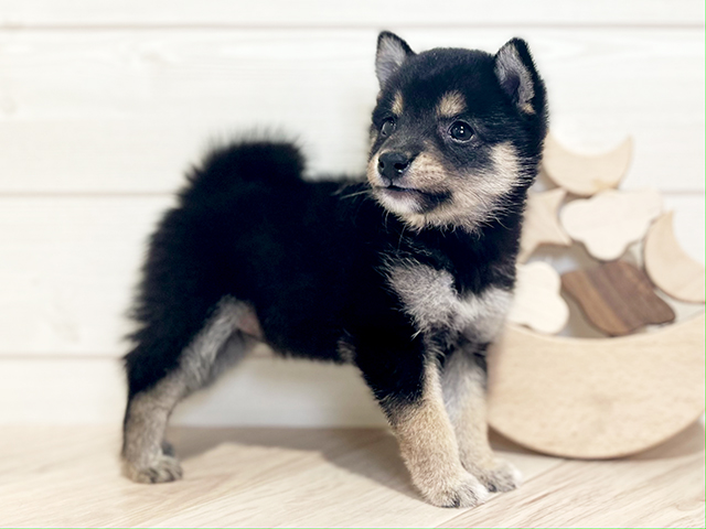 東京都の豆柴 (ペッツファースト吉祥寺本店/2025年5月4日生まれ/男の子/黒)の子犬の2枚目の画像