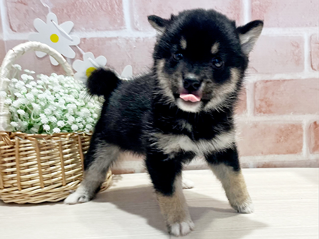 神奈川県の豆柴 (ペッツファースト横浜元町店/2025年5月4日生まれ/男の子/黒)の子犬の3枚目の画像