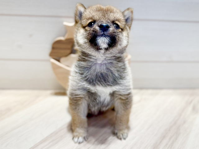 群馬県の豆柴 (ペッツファースト高崎店/2025年5月3日生まれ/男の子/赤)の子犬