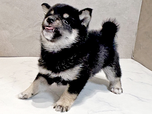 東京都の豆柴 (ペッツファースト神楽坂店/2025年5月3日生まれ/女の子/黒)の子犬の3枚目の画像