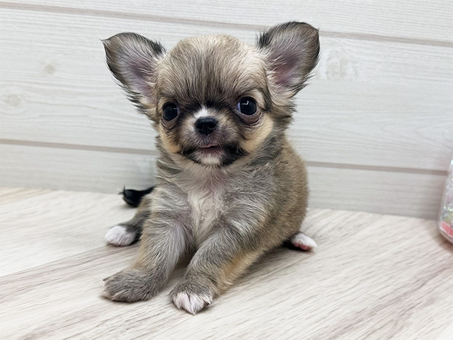 チワワ