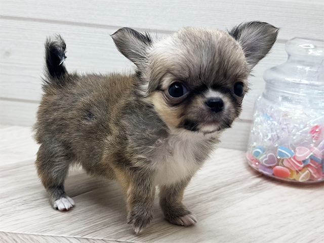 東京都のチワワ(ロング) (ペッツファースト渋谷店/2025年5月5日生まれ/女の子/レッド)の子犬の2枚目の画像