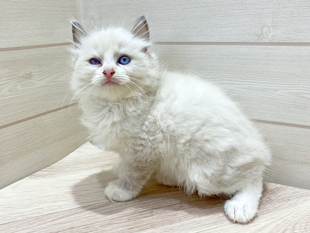 大阪府のラグドール (ペッツファーストららぽーと門真店/2025年5月3日生まれ/男の子/ブルーポイントバイカラー)の子猫の2枚目の画像