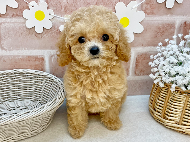 東京都のタイニープードル (ペッツファーストお台場店/2025年5月4日生まれ/女の子/オレンジフォーン)の子犬の1枚目の画像
