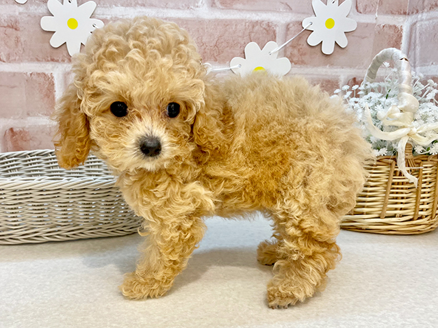 東京都のタイニープードル (ペッツファーストお台場店/2025年5月4日生まれ/女の子/オレンジフォーン)の子犬の2枚目の画像