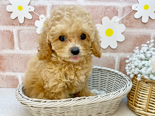 東京都のタイニープードル (ペッツファーストお台場店/2025年5月4日生まれ/女の子/オレンジフォーン)の子犬の3枚目の画像