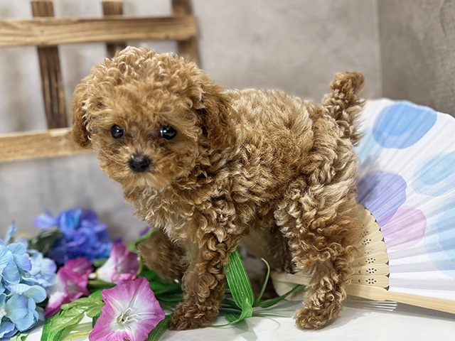 東京都のタイニープードル (ペッツファースト新宿店/2025年5月4日生まれ/女の子/オレンジフォーン)の子犬の2枚目の画像