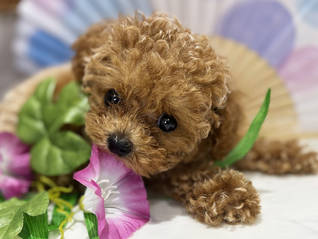 東京都のタイニープードル (ペッツファースト新宿店/2025年5月4日生まれ/女の子/オレンジフォーン)の子犬の3枚目の画像