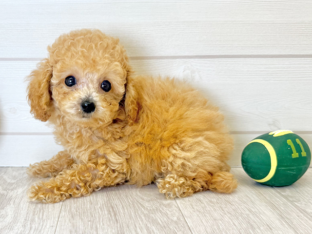 愛知県のタイニープードル (ペッツファースト大高店/2025年5月4日生まれ/男の子/オレンジフォーン)の子犬の2枚目の画像