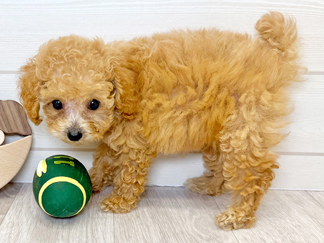 愛知県のタイニープードル (ペッツファースト大高店/2025年5月4日生まれ/男の子/オレンジフォーン)の子犬の3枚目の画像