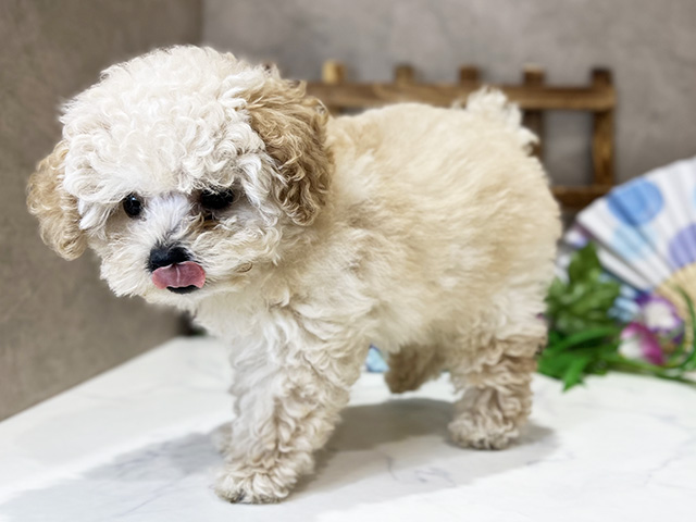 東京都のタイニープードル (ペッツファースト新宿店/2025年5月3日生まれ/女の子/シャンパン)の子犬の2枚目の画像