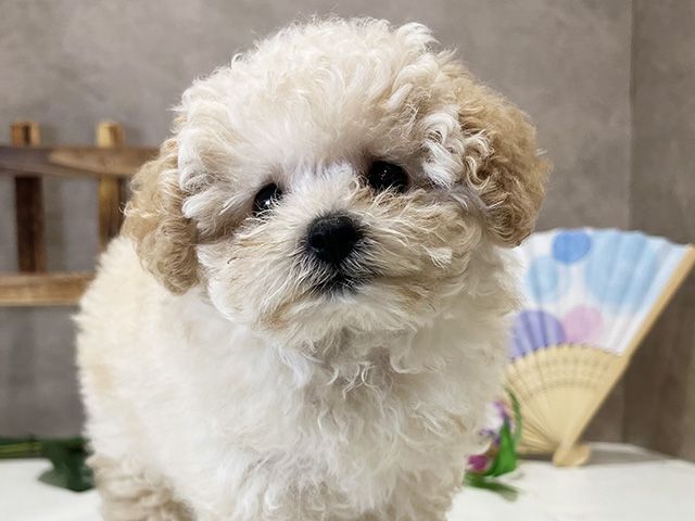 東京都のタイニープードル (ペッツファースト新宿店/2025年5月3日生まれ/女の子/シャンパン)の子犬の3枚目の画像