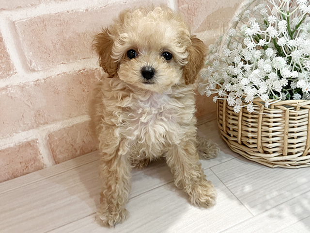 東京都のタイニープードル (ペッツファースト町田店/2025年4月25日生まれ/男の子/アプリコット)の子犬の1枚目の画像