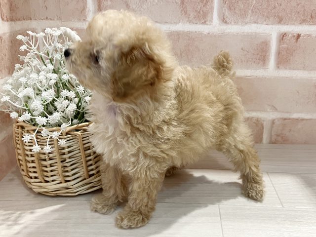 東京都のタイニープードル (ペッツファースト町田店/2025年4月25日生まれ/男の子/アプリコット)の子犬の2枚目の画像
