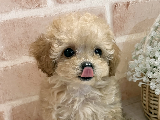 東京都のタイニープードル (ペッツファースト町田店/2025年4月25日生まれ/男の子/アプリコット)の子犬の3枚目の画像