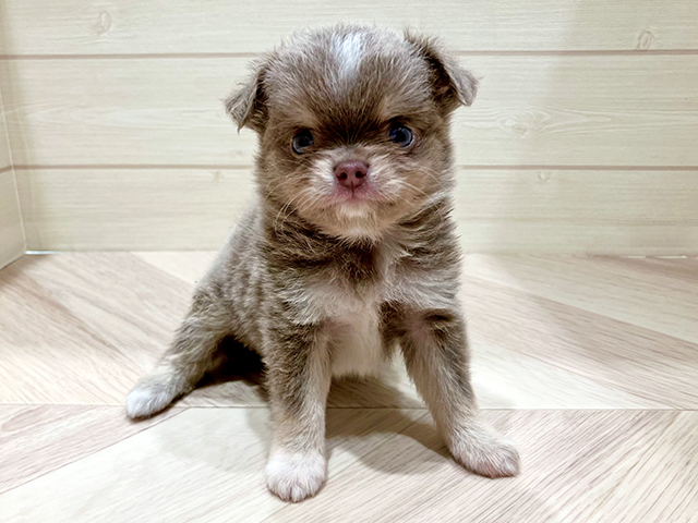 チワワ