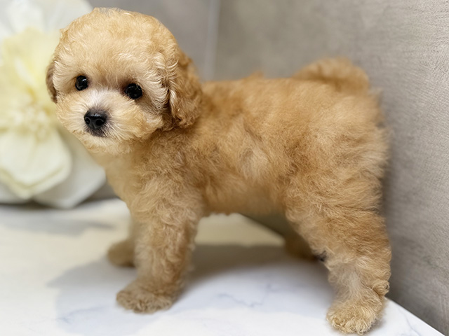 埼玉県のタイニープードル (ペッツファースト川口店/2025年5月5日生まれ/男の子/クリーム)の子犬の2枚目の画像