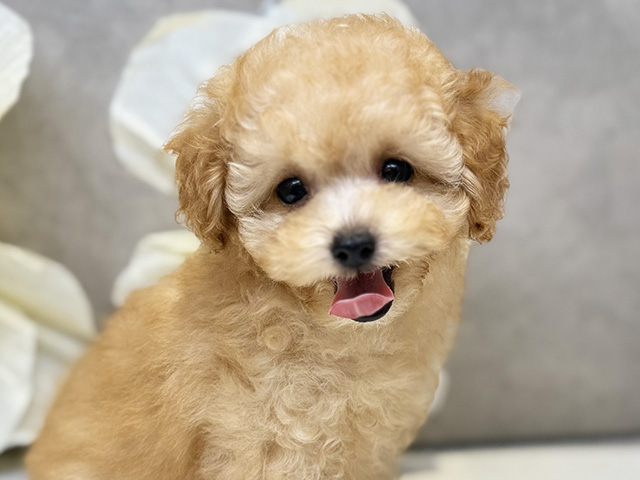 埼玉県のタイニープードル (ペッツファースト川口店/2025年5月5日生まれ/男の子/クリーム)の子犬の3枚目の画像