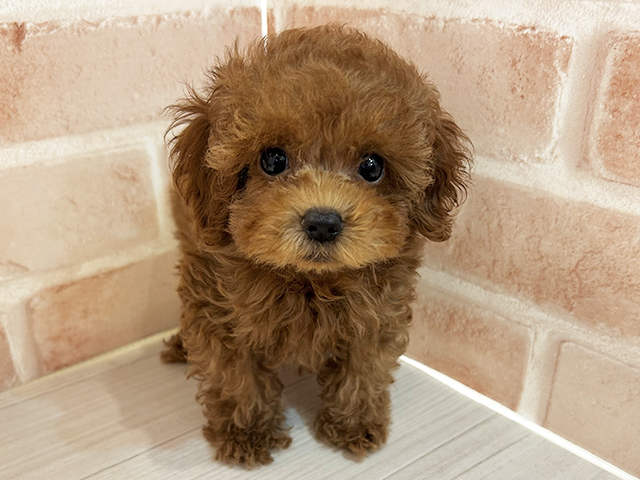 東京都のタイニープードル (ペッツファースト町田店/2025年5月6日生まれ/男の子/レッド)の子犬