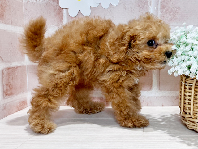岡山県のタイニープードル (ペッツファースト倉敷店/2025年5月4日生まれ/男の子/アプリコット)の子犬の2枚目の画像