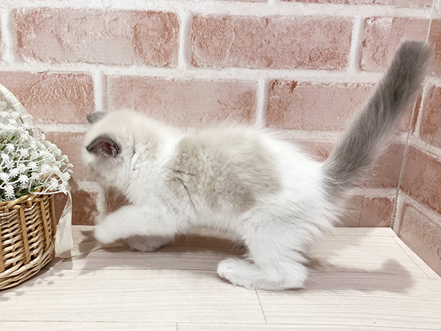 東京都のラグドール (ペッツファースト町田店/2025年5月6日生まれ/男の子/ブルーポイントバイカラー)の子猫の2枚目の画像