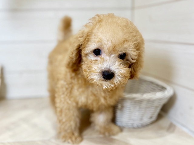 東京都のトイプードル(トイ) (ペッツファースト昭島店/2025年5月6日生まれ/男の子/レッド)の子犬