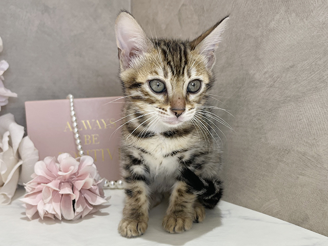 東京都のベンガル (ペッツファースト新宿店/2025年5月6日生まれ/女の子/ブラウンスポットタビー)の子猫の1枚目の画像