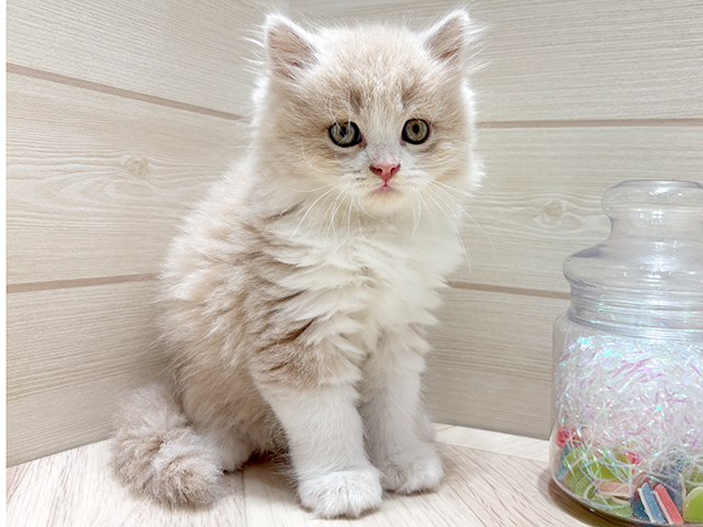ブリティッシュ