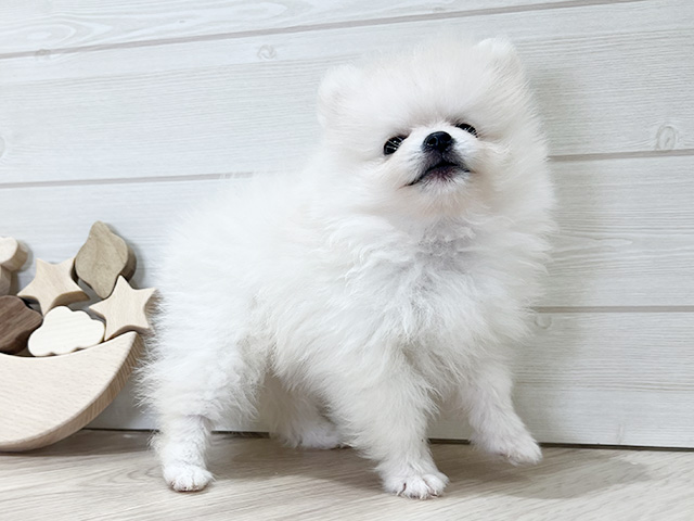大阪府のポメラニアン (ペッツファースト梅田店/2025年5月5日生まれ/男の子/クリーム)の子犬の2枚目の画像