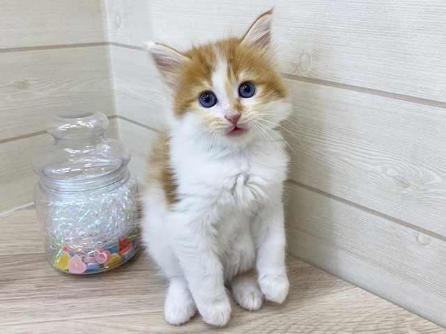 メインクーン