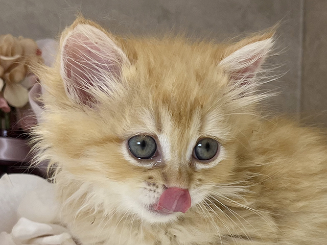 東京都のマンチカン (ペッツファースト新宿店/2025年5月5日生まれ/女の子/レッドタビー)の子猫の3枚目の画像