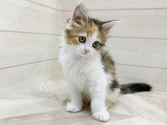 福岡県のサイベリアン (ペッツファースト福岡天神店/2025年5月3日生まれ/女の子/キャリコ)の子猫の1枚目の画像