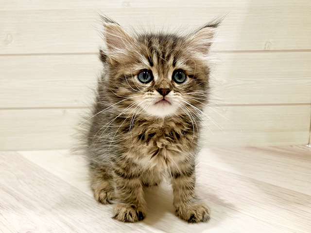 東京都のサイベリアン (ペッツファースト豊洲店/2025年5月3日生まれ/男の子/ブラウンタビー)の子猫の1枚目の画像