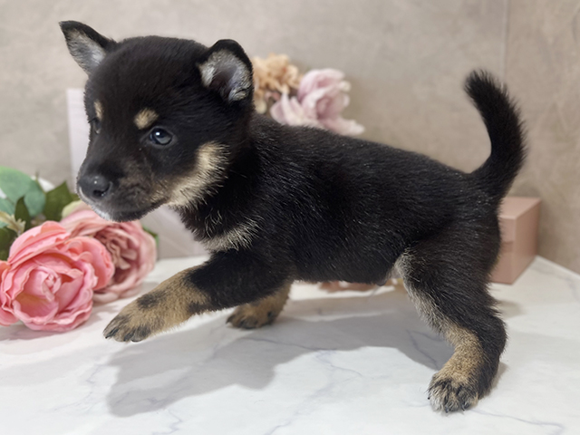 東京都の豆柴 (ペッツファースト新宿店/2025年5月7日生まれ/男の子/黒)の子犬の2枚目の画像