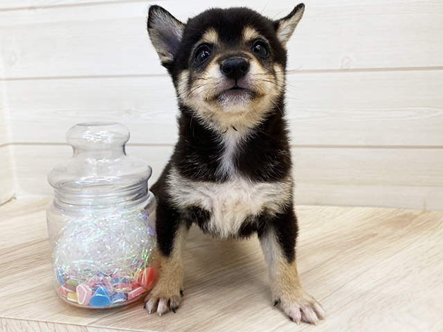 大阪府の豆柴 (ペッツファーストららぽーと門真店/2025年5月7日生まれ/男の子/黒)の子犬