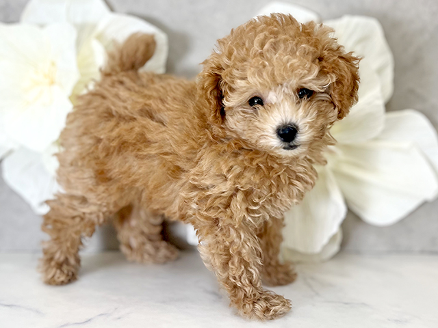 東京都のタイニープードル (ペッツファースト下北沢店/2025年4月23日生まれ/女の子/レッド)の子犬の2枚目の画像