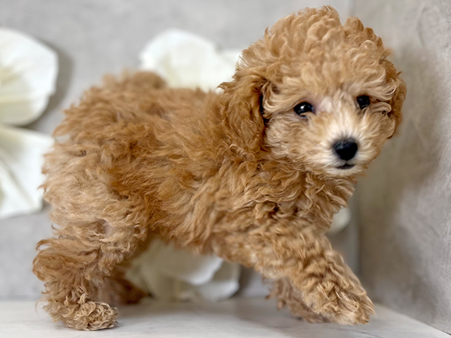 東京都のタイニープードル (ペッツファースト下北沢店/2025年4月23日生まれ/女の子/レッド)の子犬の3枚目の画像