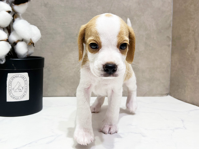 大阪府のハーフ犬・ミックス犬 (ペッツファースト茶屋町店/2025年5月7日生まれ/女の子/レモンホワイト)の子犬の1枚目の画像