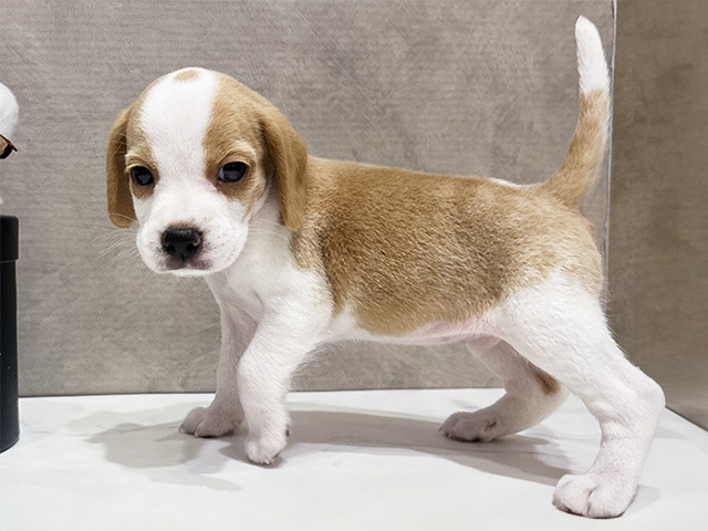 大阪府のハーフ犬・ミックス犬 (ペッツファースト茶屋町店/2025年5月7日生まれ/女の子/レモンホワイト)の子犬の2枚目の画像