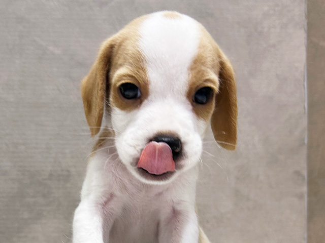 大阪府のハーフ犬・ミックス犬 (ペッツファースト茶屋町店/2025年5月7日生まれ/女の子/レモンホワイト)の子犬の3枚目の画像