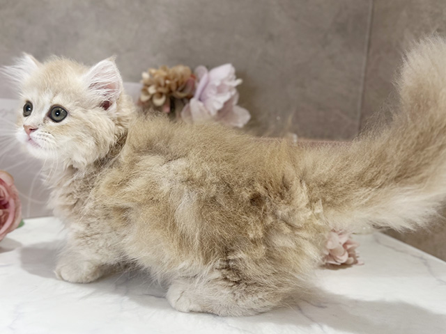 東京都のミヌエット (ペッツファースト新宿店/2025年5月8日生まれ/女の子/クリームタビー)の子猫の2枚目の画像