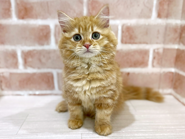 神奈川県のサイベリアン (ペッツファーストfor cats横浜元町店/2025年5月1日生まれ/男の子/レッドタビー)の子猫の1枚目の画像
