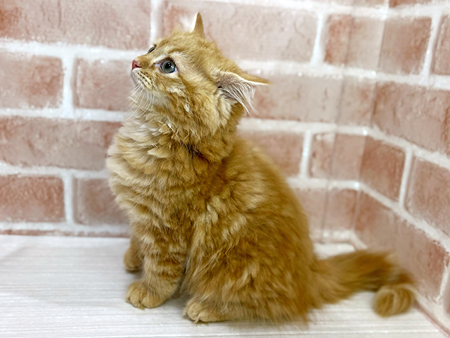 神奈川県のサイベリアン (ペッツファーストfor cats横浜元町店/2025年5月1日生まれ/男の子/レッドタビー)の子猫の2枚目の画像