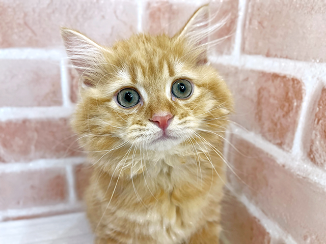 神奈川県のサイベリアン (ペッツファーストfor cats横浜元町店/2025年5月1日生まれ/男の子/レッドタビー)の子猫の3枚目の画像