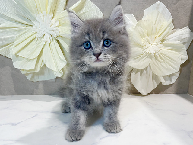 東京都のサイベリアン (ペッツファースト原宿店/2025年5月8日生まれ/男の子/ブルータビー)の子猫の1枚目の画像