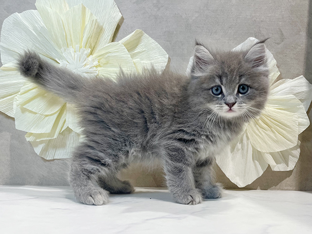 東京都のサイベリアン (ペッツファースト原宿店/2025年5月8日生まれ/男の子/ブルータビー)の子猫の2枚目の画像
