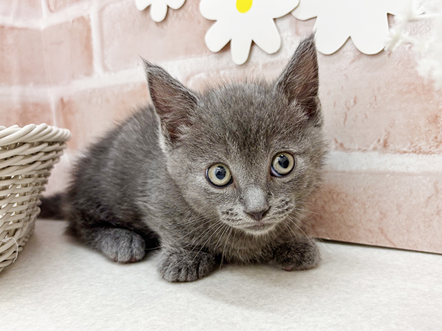 東京都のマンチカン (ペッツファーストお台場店/2025年5月6日生まれ/男の子/ブルー)の子猫の1枚目の画像